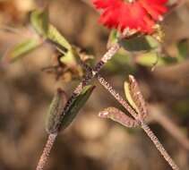 Image of Drosanthemum edwardsiae L. Bol.