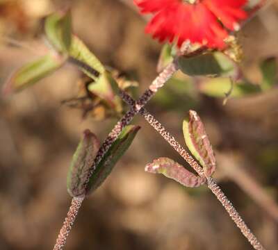 Image of Drosanthemum edwardsiae L. Bol.