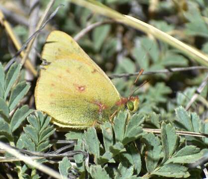 Image of Colias vauthierii Guérin-Méneville (1830)