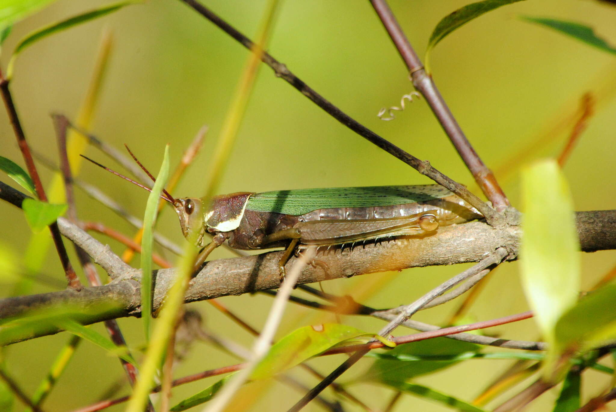 Image of Coryacris angustipennis (Bruner & L. 1900)