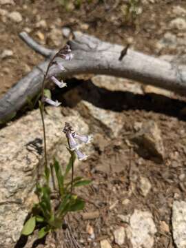 Chionophila tweedyi (Canby & Rose) Henderson的图像
