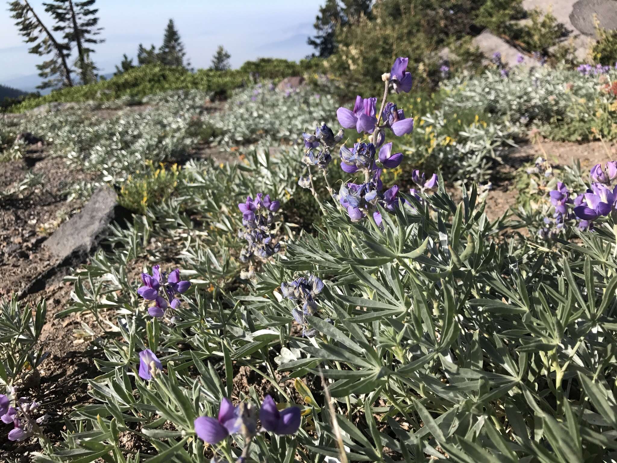 Image of Blunt-lobe Lupine