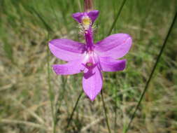 Calopogon tuberosus (L.) Britton, Sterns & Poggenb.的圖片