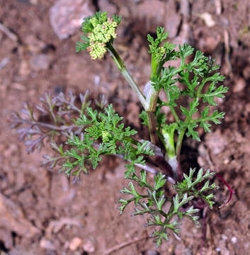 Imagem de Ptychotis saxifraga (L.) Loret & Barrandon