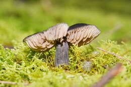 Image of Entocybe haastii (G. Stev.) Largent 2014