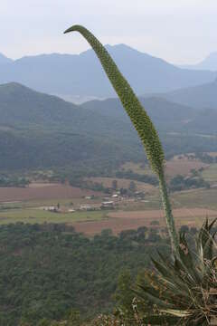 صورة Agave vazquezgarciae Cházaro & J. A. Lomelí