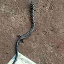 Image of Banded Supple Skink