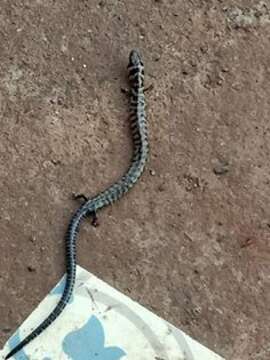 Image of Banded Supple Skink