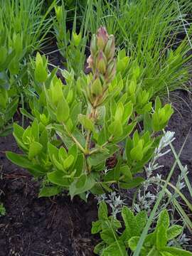 Plancia ëd Barleria monticola Oberm.