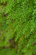 Image of Selaginella labordei Hieron. ex Christ