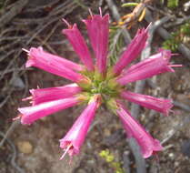 Image of Erica abietina subsp. atrorosea E. G. H. Oliv. & I. M. Oliv.