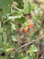 Image of Hibiscus coddii subsp. coddii