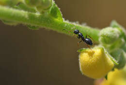 Image of Camponotus piceus (Leach 1825)