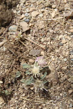 Image of Centaurea ammocyanus Boiss.