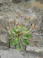 Image of Plantago spathulata Hook. fil.