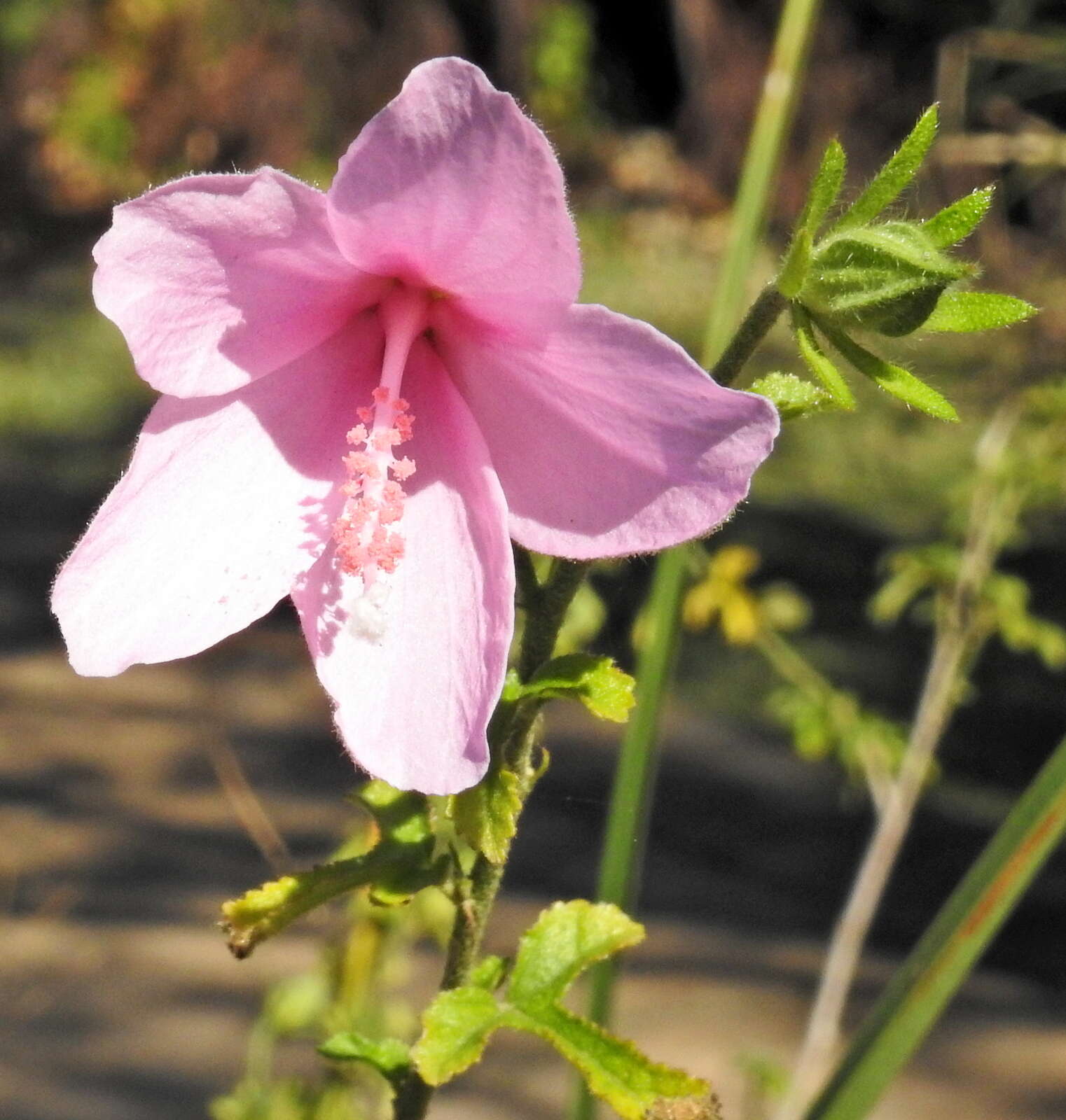 Image of Forest pink hibiscus