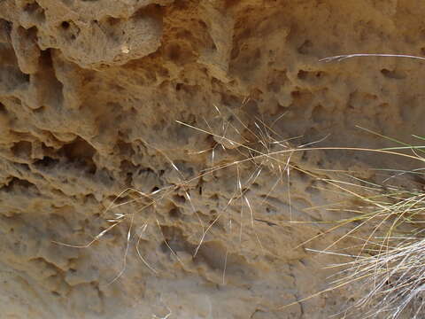 Image de Stipa petriei Buchanan