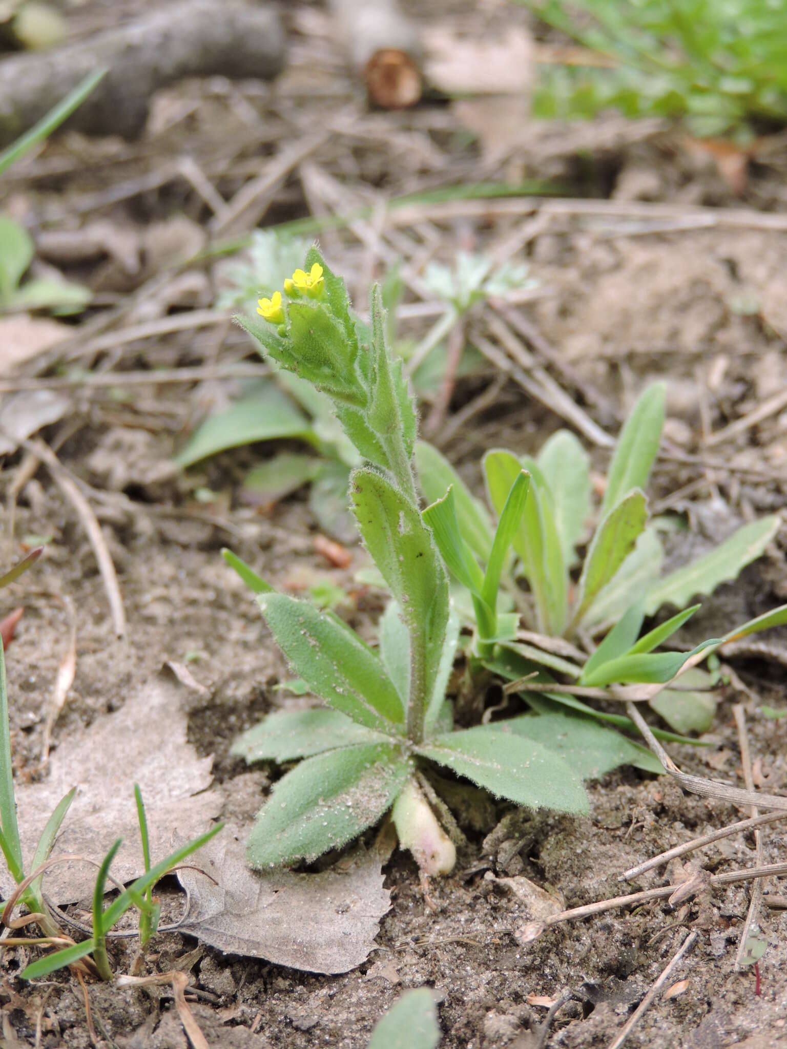 Image of woodland draba