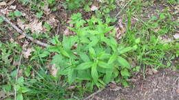 Image of American stoneseed