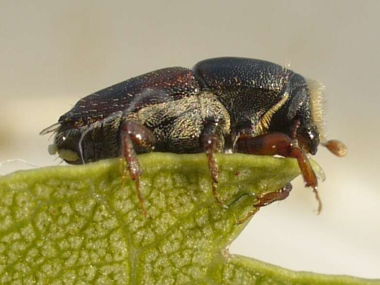 Image of Banded Elm Bark Beetle