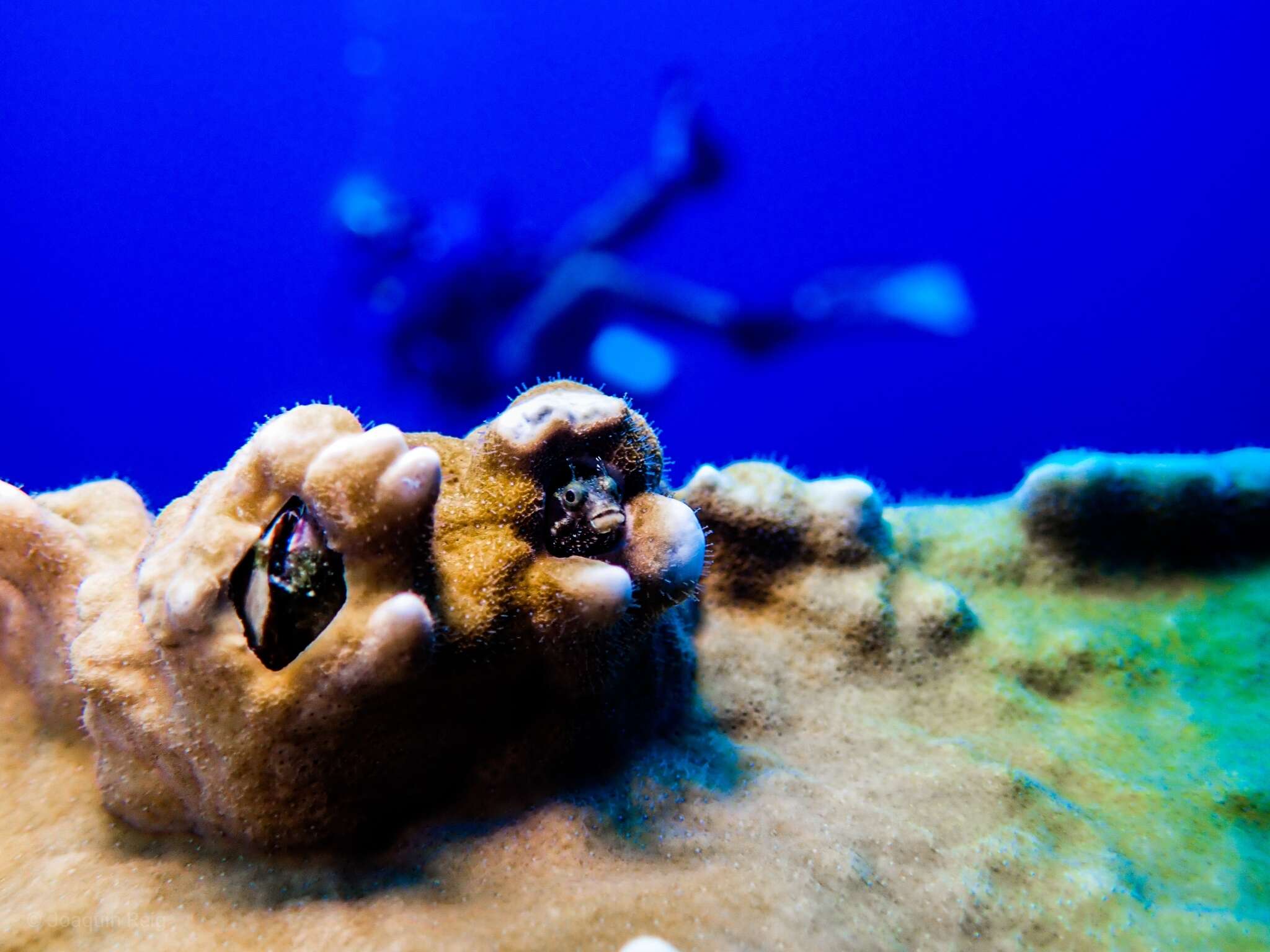 Image of Spiny blenny