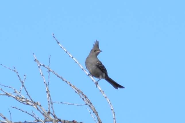 Image of Phainopepla Baird & SF 1858