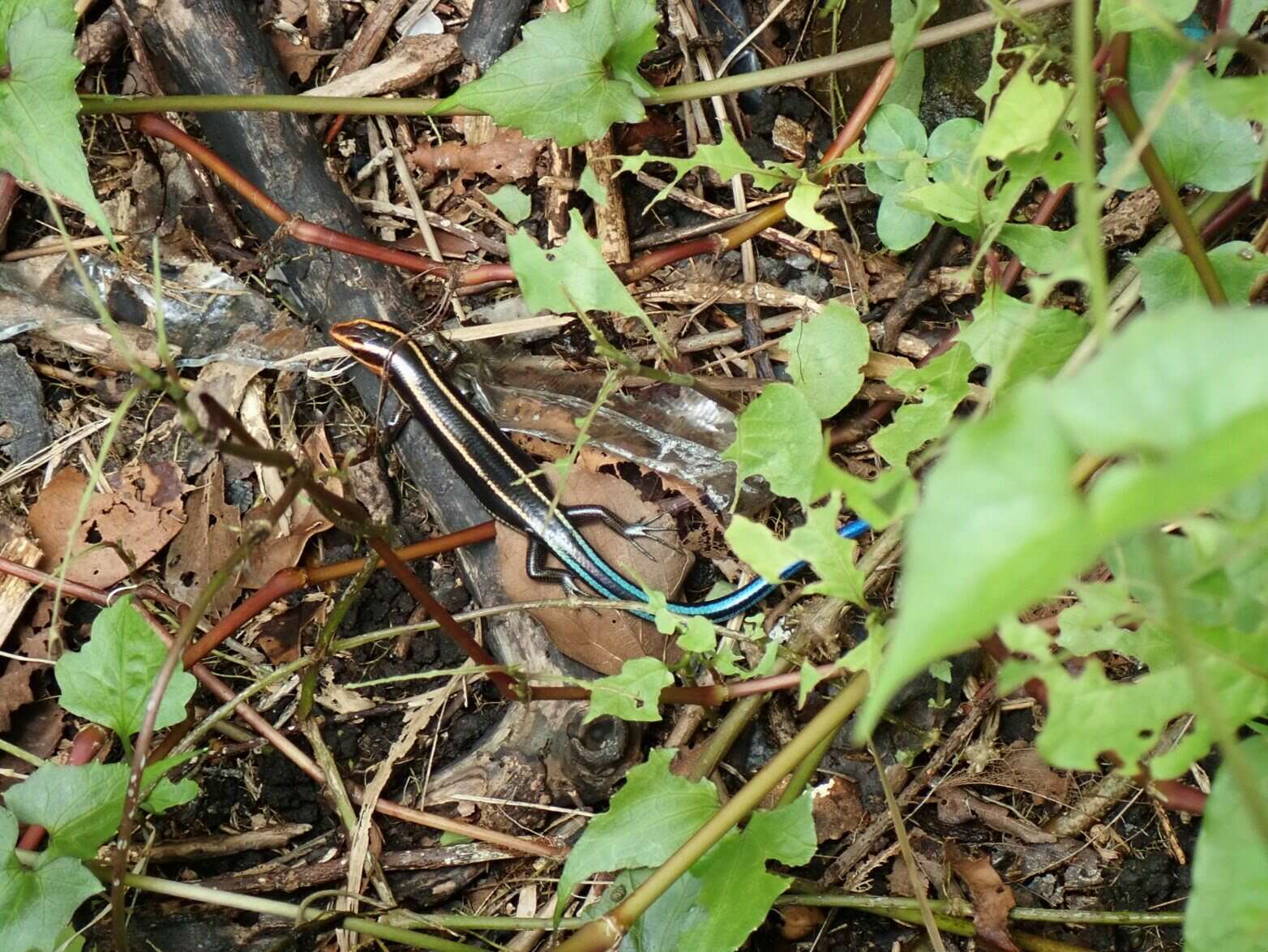 Image of Four-striped Skink