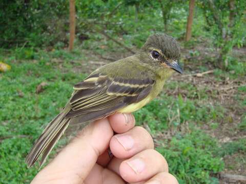 Image of Bamboo Flatbill