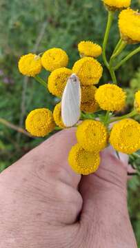 Image of dingy footman