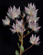 Image of Ptilotus polakii subsp. juxtus Lally