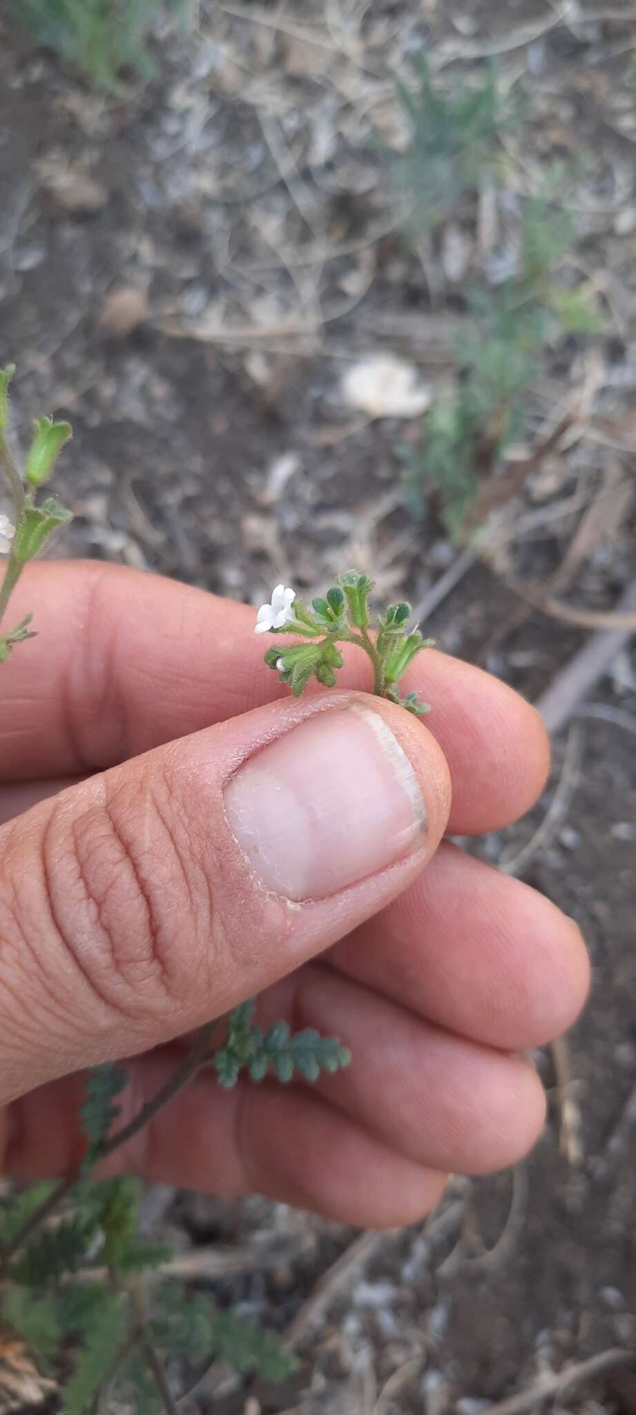 Phacelia affinis A. Gray的圖片