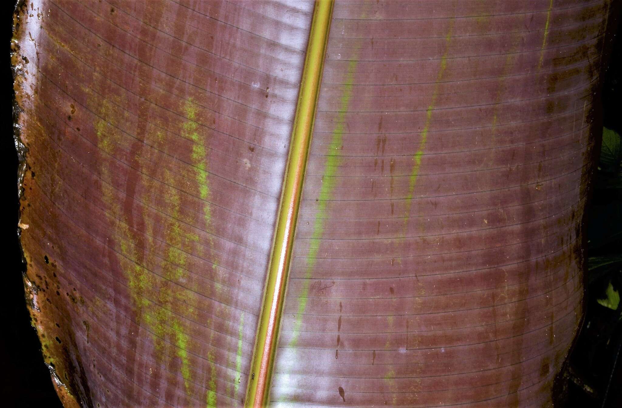 Image of Heliconia vellerigera Poepp.