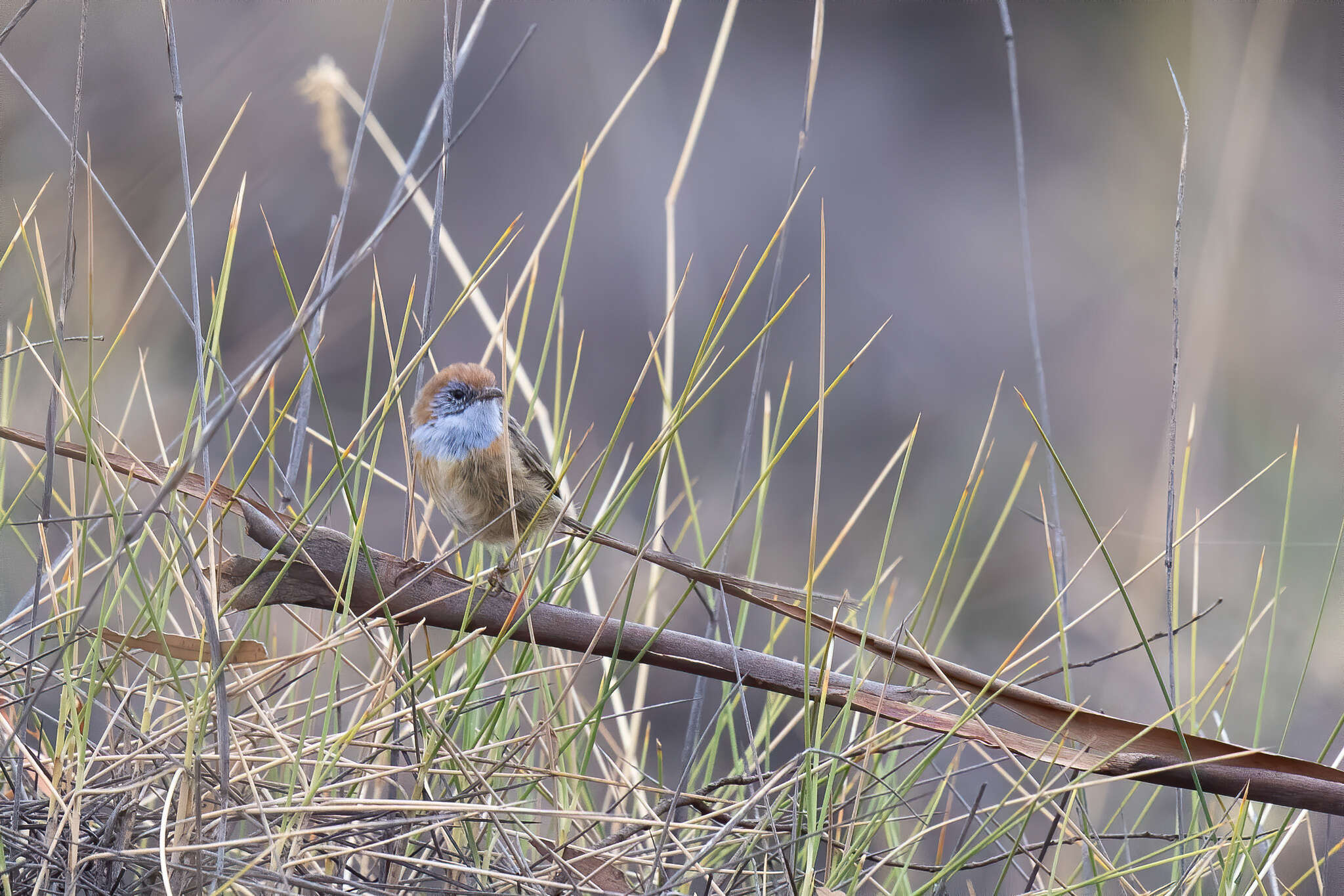 Imagem de Stipiturus mallee Campbell & AJ 1908