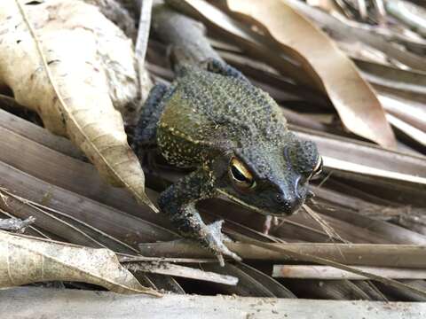 Image of Wiegmann's toad