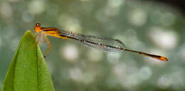 Image of Florida Bluet