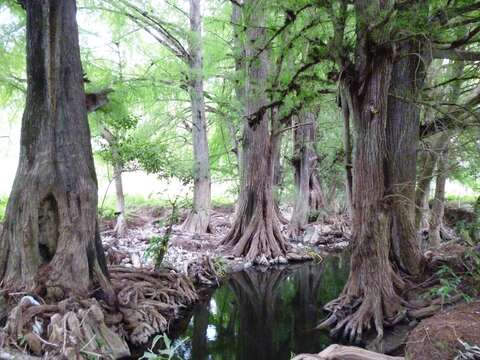 Image of Mexican Cypress