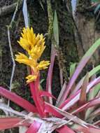 Image of Guzmania zahnii (Hook. fil.) Mez