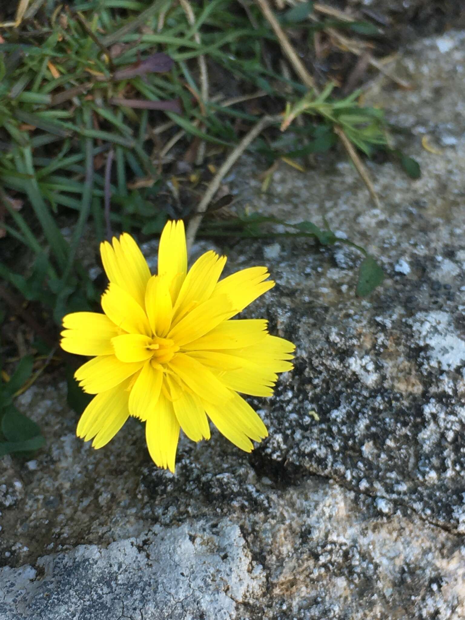 Image of Hypochaeris robertia (Sch. Bip.) Fiori