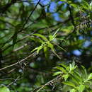 Image of Chatham Island tree hebe