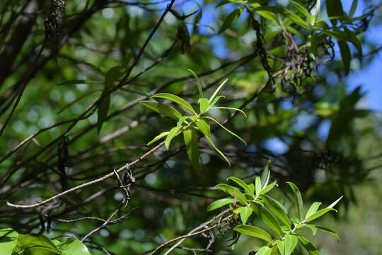 Image of Chatham Island tree hebe