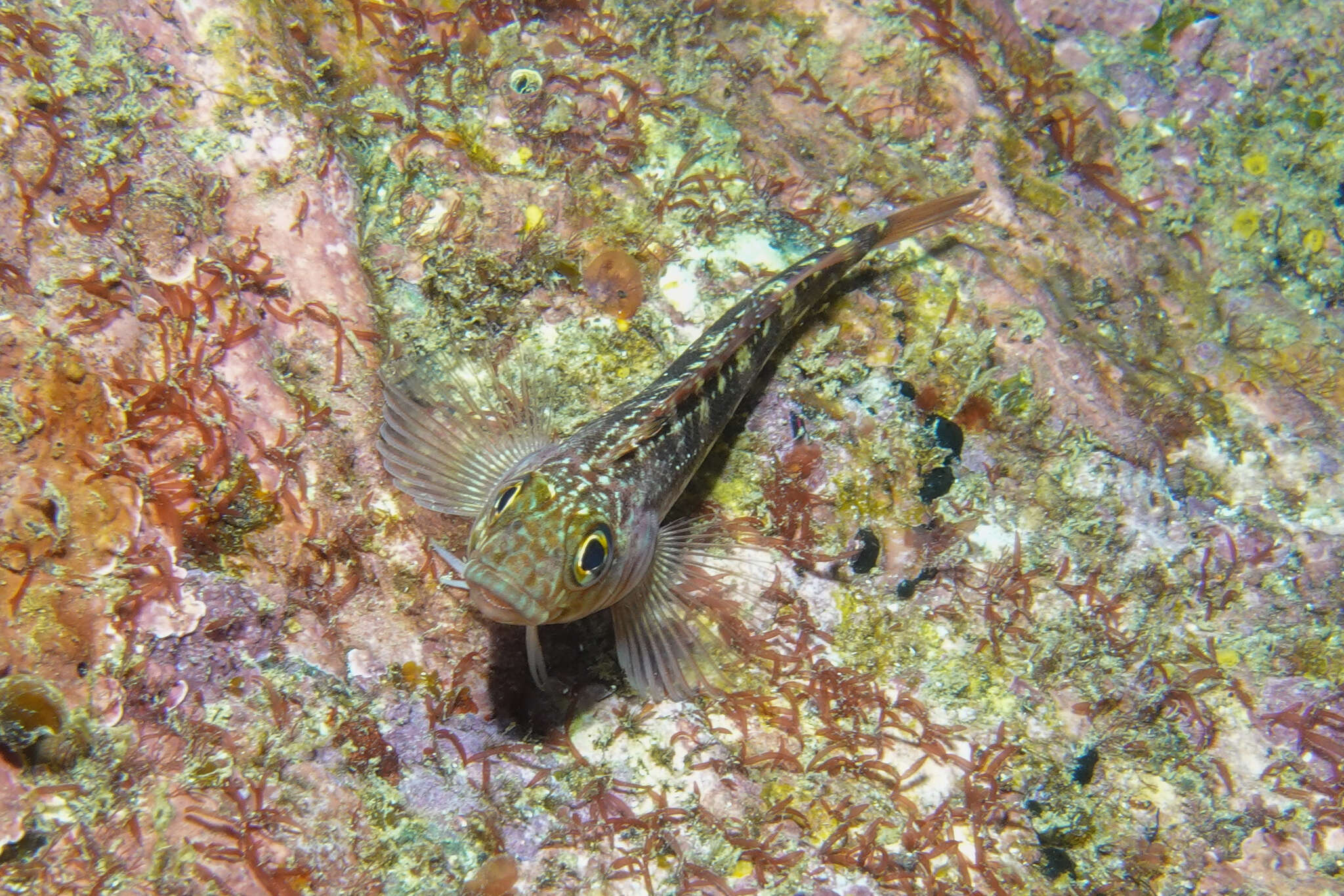 Image of Striped Triplefin