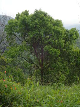 Viburnum odoratissimum Ker-Gawl. resmi