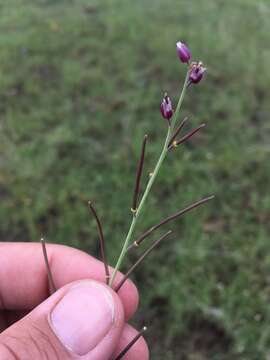 Слика од Pennellia micrantha (A. Gray) Nieuwl.