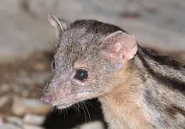 Image of Broad-striped Malagasy Mongoose