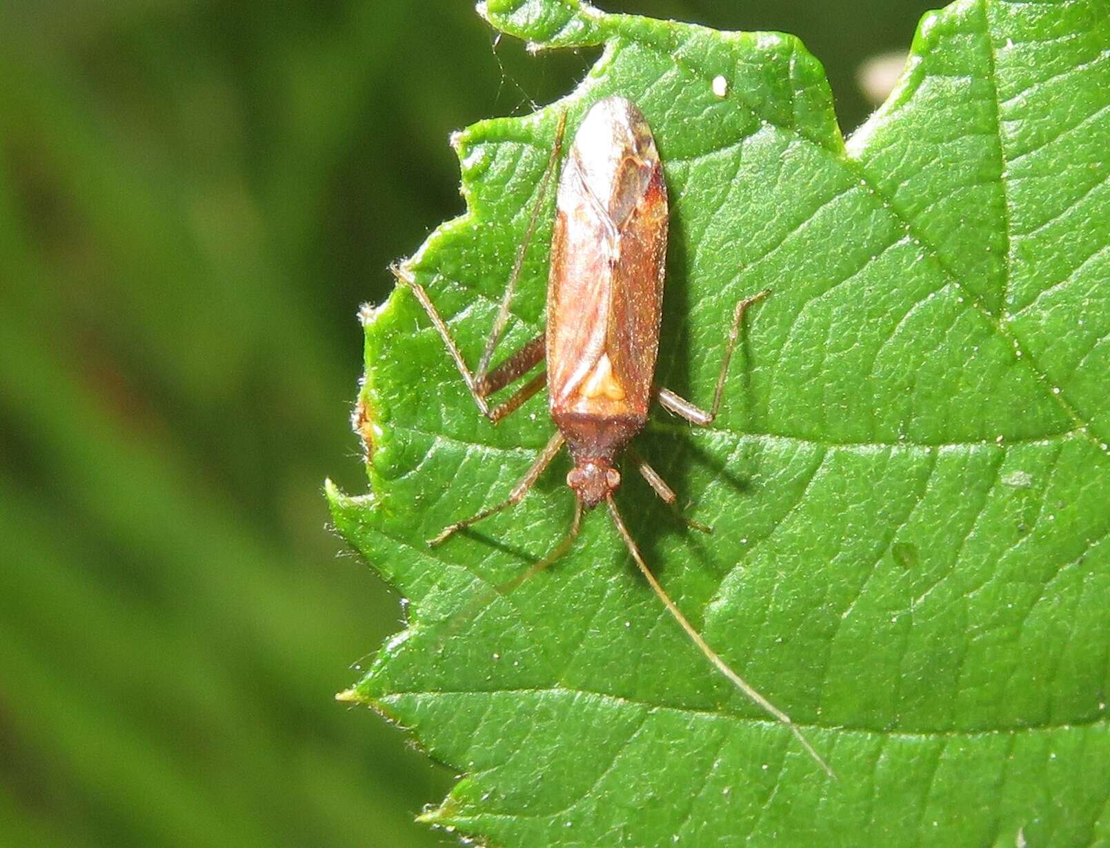 Image of Phytocoris ulmi (Linnaeus 1758)