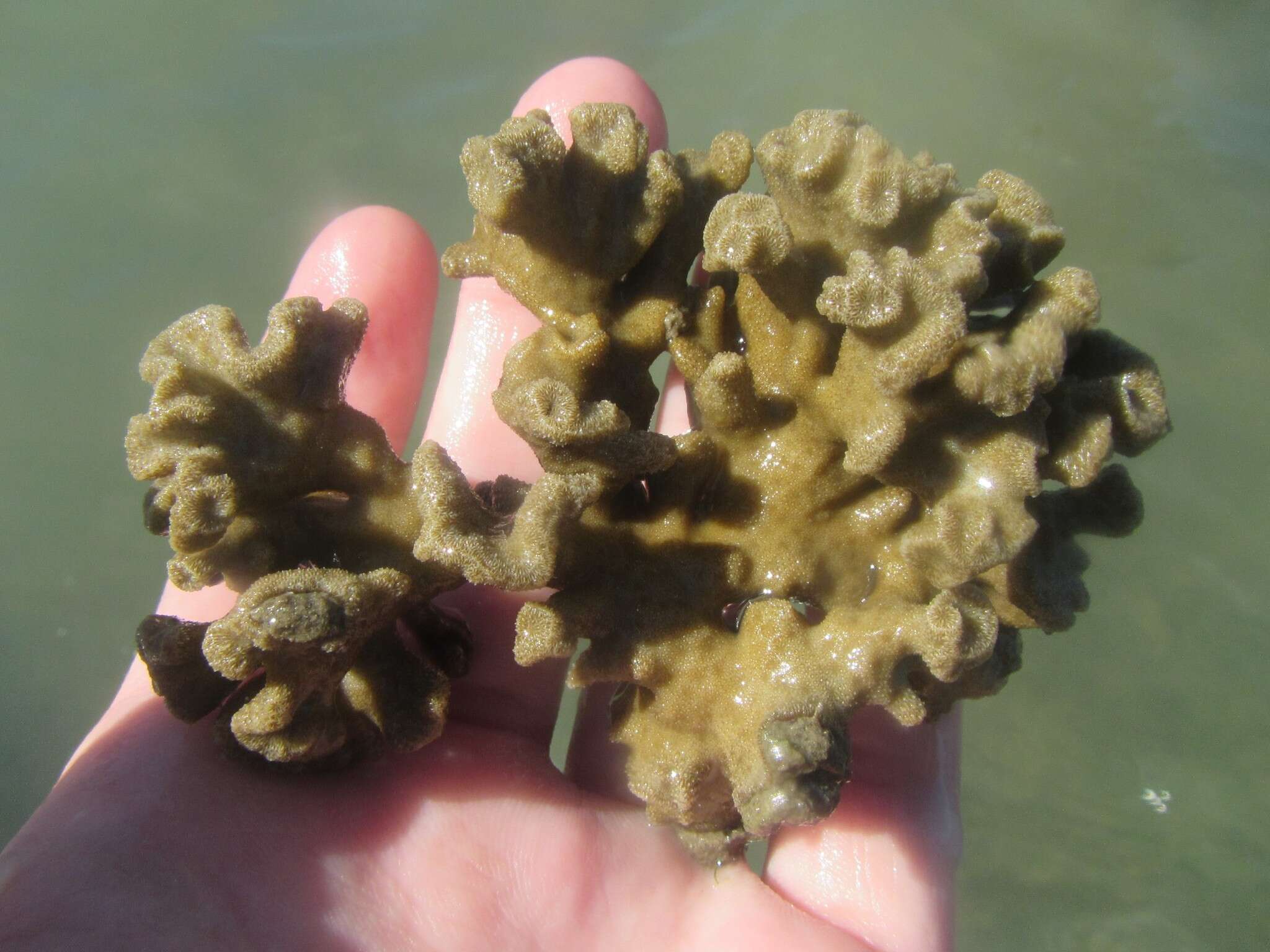 Image of Branched Sandpaper Coral