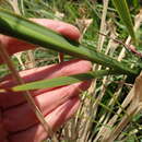 Image of Dierama pallidum Hilliard