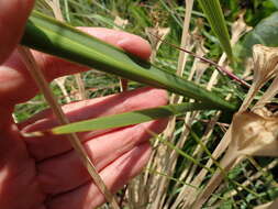 Image of Dierama pallidum Hilliard