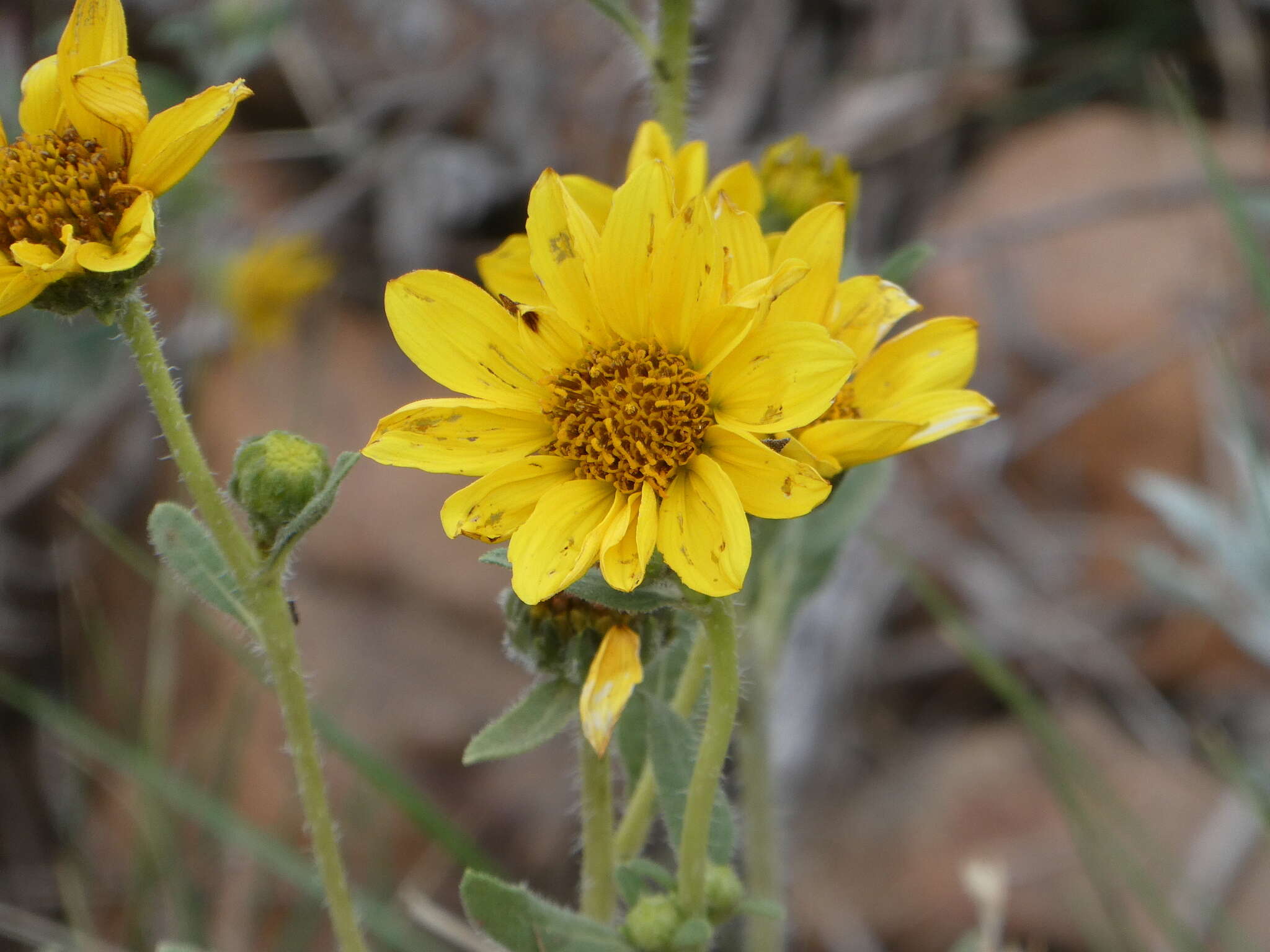 Image of little sunflower