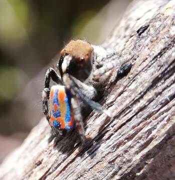 Image of Maratus clupeatus Otto & Hill 2014